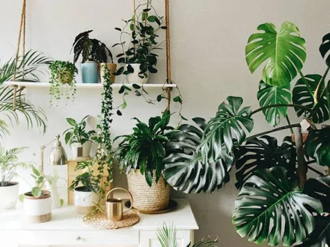 Người ở chung cư bí mật trồng 10 loại cây cảnh: là "máy lọc bụi mịn, bức xạ điện từ", lại hút lộc hút tài, nhà giàu rất chuộng