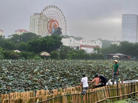 Hà Nội: Đội mưa thi công dưới hồ sen làm dự án "hồi sinh" sông Tô Lịch