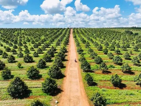 Ngân hàng OCB và Tập đoàn Hoàng Anh Gia Lai hợp tác thúc đẩy kinh tế xanh