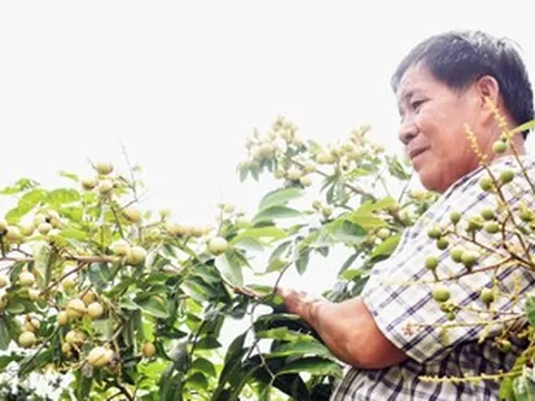 Lão nông miền Tây trồng nhãn 2 trong 1: Hạt lép, cơm vàng, làm cây cảnh cũng đẹp