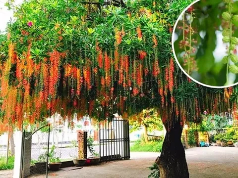 6 cây phong thủy nên trồng trước nhà