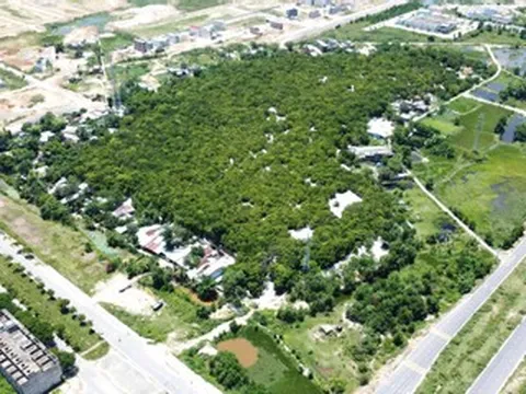 Độc lạ khu rừng giữa lòng đô thị Đà Nẵng, cả làng chung sức bảo vệ