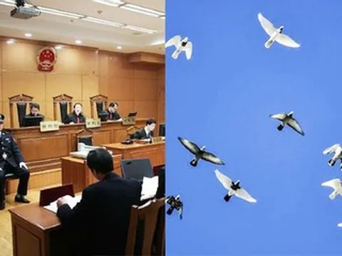 Cựu cục trưởng mê chim bồ câu quý, nhận hối lộ gần 100 con trị giá hàng tỷ đồng