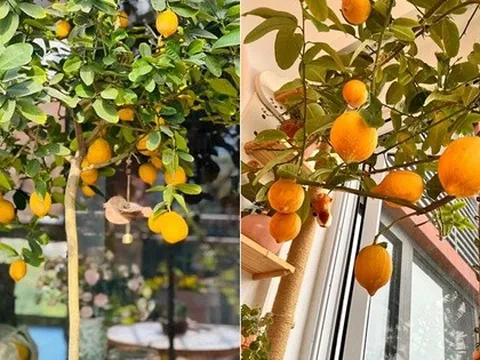 Gieo vài hạt chanh cho vui - ai dè 6 năm sau, cả ban công vàng rực quả!