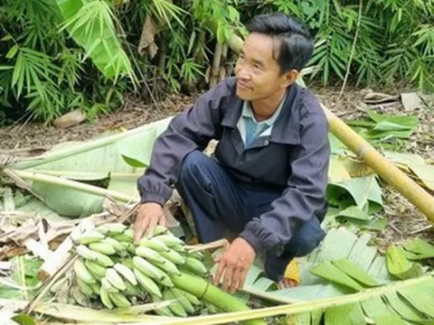 3 con voi rừng phá nát nương rẫy, người dân Lâm Đồng 'đứng ngồi không yên'