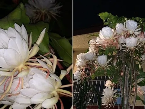 Sau 5 năm kiên trì, chồng tôi khiến cả xóm ngỡ ngàng: Cây hoa Quỳnh nở rộ hóa thành “tiên nữ giữa đêm”