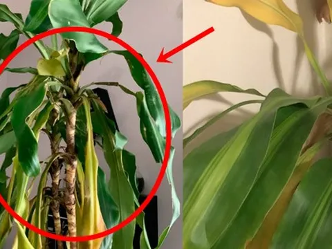 Tôi bỏ cây phát tài ra khỏi phòng khách vì quá mệt mỏi với thứ nó mang lại