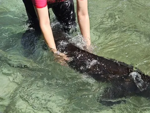 Cá tầm 'khổng lồ' sẽ được bán tại Tuần lễ Nông sản Việt 2025