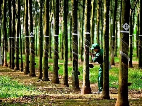 Cao su Phước Hòa lãi gần 500 tỷ đồng sau 9 tháng