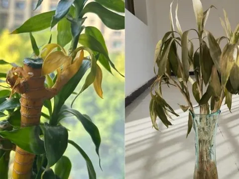 Cây trúc may mắn bị “cấm cửa” vì 4 lý do này: Hãy nghe lời khuyên của tôi - đừng trồng nó nữa!