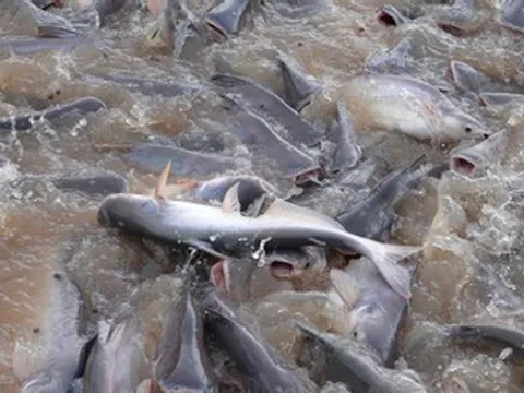 Đàn cá ‘trời ban’ trên sông Tiền được người dân Đồng Tháp chăm sóc như thú cưng