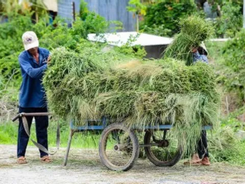 Phiên chợ độc lạ ở An Giang buôn bán 'thứ bỏ đi', nuôi sống bao phận người