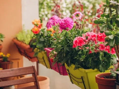 4 loại cây không bao giờ nên trồng ở ban công dù đẹp đến mấy