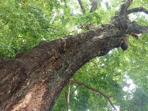 Cả làng ở Ninh Bình bảo vệ cây thị ‘khổng lồ’ như báu vật