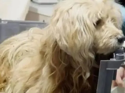 Chú chó trung thành ngày đêm đợi chủ đã mất gây xúc động