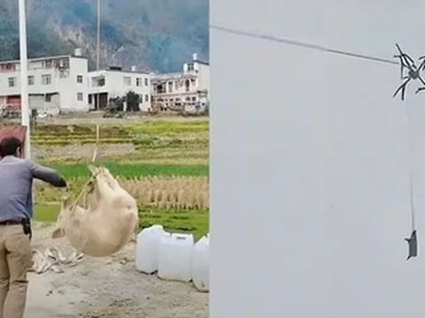 Lợn 'bay' giữa đêm rồi mắc kẹt, cả làng mất điện suốt 10 tiếng