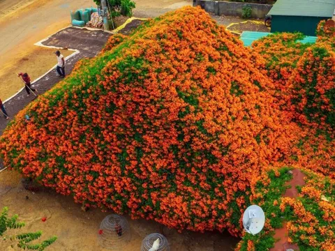 Sáng nhất Lâm Đồng lúc này: Ngôi nhà phủ kín hoa xác pháo đỏ rực, ngắm 1 hồi ngỡ lạc ở cõi tiên