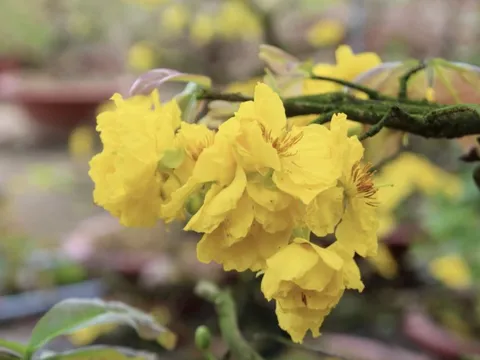 Bất ngờ với giống hoa Tết có tới hàng chục cánh, được giới sành chơi đặc biệt săn đón