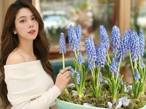 Loài hoa đang được chị em Hà Nội săn lùng dịp Tết: Giá chỉ bằng bát phở mà sang chảnh như trời Tây, đặt đâu cũng thấy lộc về