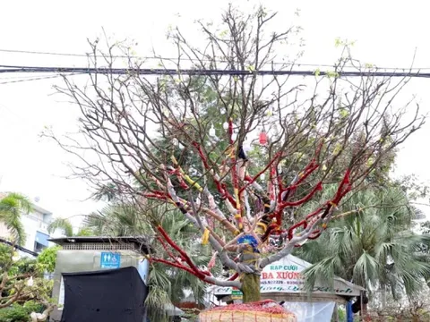 Cây mai trăm tuổi giá hơn 3 tỷ đồng ở An Giang