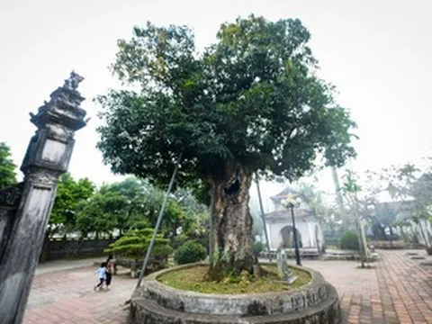 ‘Báu vật’ hơn 300 năm tuổi ở Ninh Bình bị rỗng ruột vẫn tốt tươi