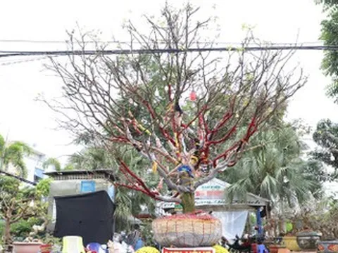 Chủ nhân cây mai vàng cao hơn 5m hé lộ lý do rao bán giá 3,7 tỷ đồng