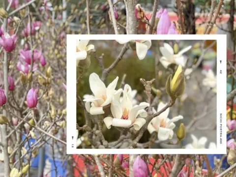 Chợ hoa Quảng Bá năm nay: Một loại hoa mới chiếm sóng, giá lên đến tiền triệu nhưng khách chốt mua chỉ trong nốt nhạc