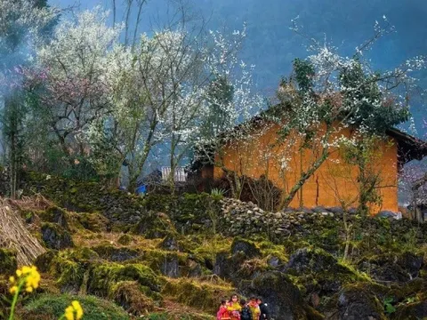 Lạc bước giữa những màu hoa sặc sỡ ở cao nguyên Đồng Văn