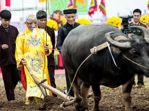 Lão nông 76 tuổi ở Ninh Bình 7 năm liền hóa thân thành vua xuống ruộng đi cày