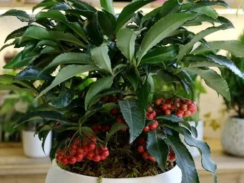 5 loại cây nên trồng trong nhà vào ngày vía Thần Tài