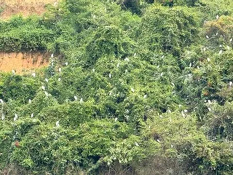 Ngỡ ngàng đàn cò cả nghìn con phủ trắng sườn đồi ở Đắk Lắk