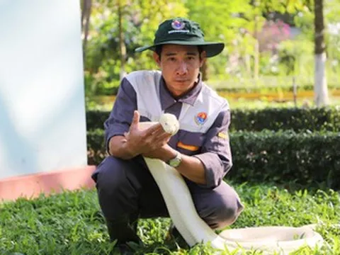 Những con trăn bạch tạng quý hiếm, đẹp lạ trong trại rắn lớn nhất miền Tây