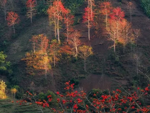 Hoa gạo 'thắp lửa' khắp núi rừng Tây Bắc