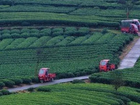 Lạc vào phiên chợ lạ kỳ nhất tháng 4: Hàng ngàn "chiếc lá sen" biết chạy trên phố để đổi chác lúc 1 giờ chiều