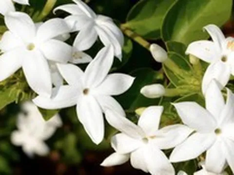 Loại cây giúp khu vườn thơm ngát suốt hè: Ai cũng nên trồng vì quá dễ chăm!