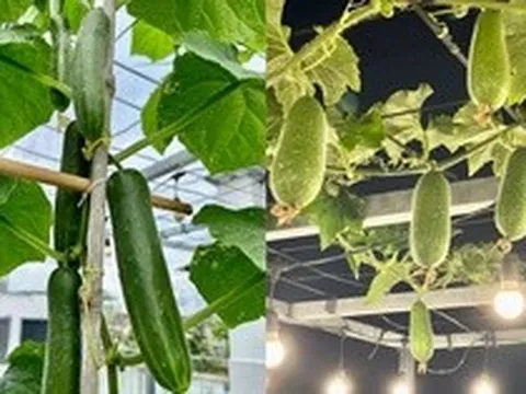 Vợ chồng ở TP.HCM gây sốt với khu vườn trên sân thượng, vừa có rau sạch ăn, vừa là nơi "hâm nóng" tình cảm cực lãng mạn