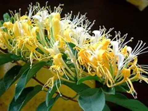 Loài cây trồng phòng khách xanh mướt quanh năm, hễ nở hoa còn là "điềm lành hiếm gặp", hút tài lộc đỉnh cao