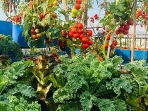 Ngỡ ngàng khu vườn hữu cơ 100m2 trên nóc nhà tầng 5: Dưa lưới, dâu tây trĩu quả giữa lòng Đà Nẵng