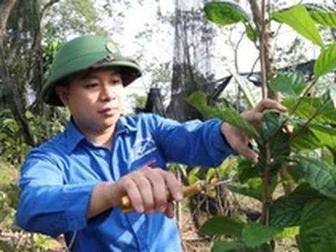Sở hữu hơn 1ha loại cây trốn nắng ra "vàng", chàng trai trẻ ở Phú Thọ thu lãi hàng tỷ đồng