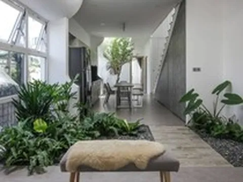 3 loại cây đừng đặt trong phòng khách: Ảnh hưởng tới tài lộc, vận khí