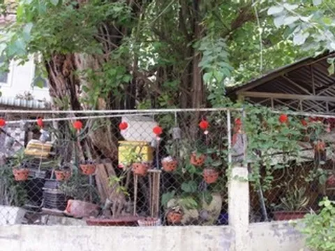 Cây đa hàng trăm tuổi ở TPHCM thân mục rỗng vẫn vươn cao, tỏa bóng mát