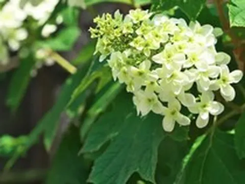 5 loại cây không được cắt tỉa lúc này