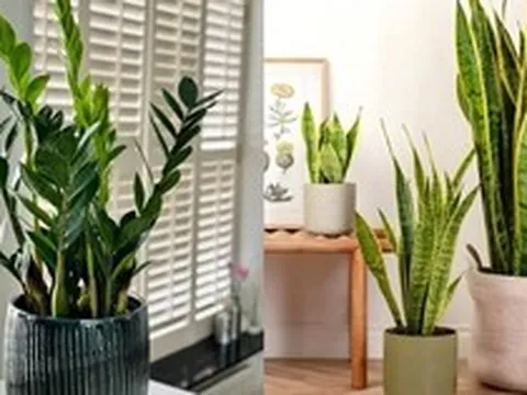 6 loại cây lọc không khí cực tốt được hẳn NASA xác nhận: Dễ chăm - khó chết, đặc biệt phù hợp với khí hậu nắng nóng ở Việt Nam