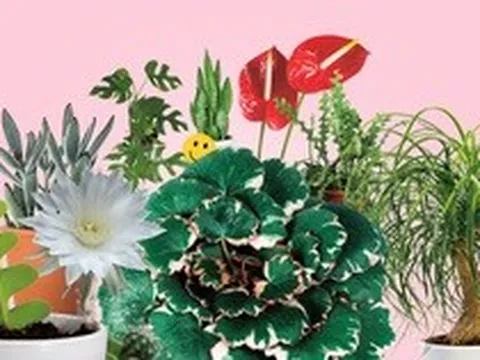 Trồng cây có thể mang lại hạnh phúc cho cả gia đình: Đây là 7 loại rất đáng để thử