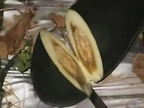 Gõ dưa giữa đêm, người đàn ông gây sốt mạng, kiếm hàng trăm triệu/tháng