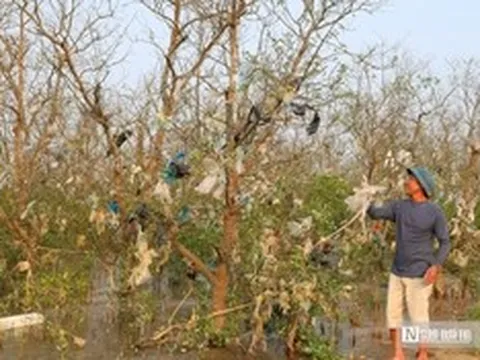 Cận cảnh cánh rừng bần nguyên sinh ngập ngụa trong lượng rác khổng lồ