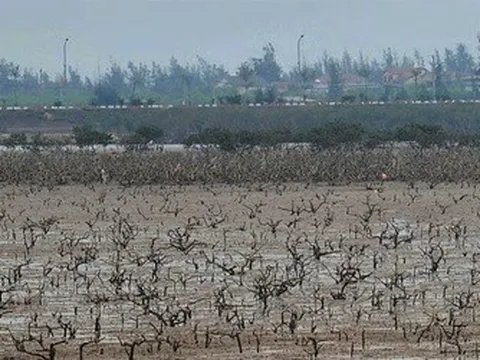 Rừng ngập mặn ở Hà Tĩnh chết bất thường: Đã có kết quả quan trắc môi trường nước