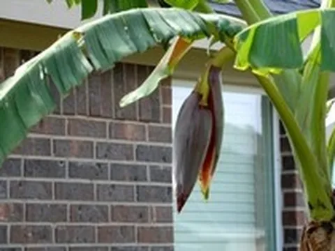 Lời khuyên đến các gia đình đang trồng cây chuối