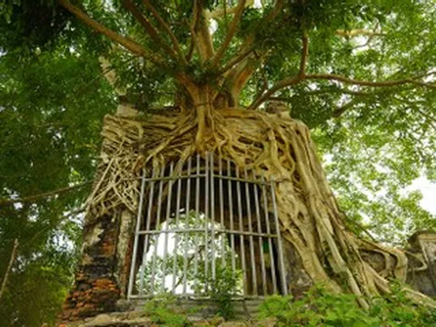 Cây đa 'ôm trọn' cổng phủ trăm năm ở Nghệ An, rễ phủ kín vòm gạch