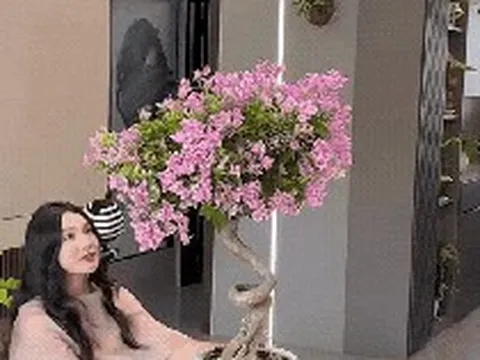 Bí quyết tự tay tạo dáng cây hoa giấy "thác đổ" cực sang trọng